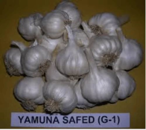 White A Grade Yamuna Safed G1 Garlic, Packaging Type: Net Bag, Packaging Size: 50 Kg