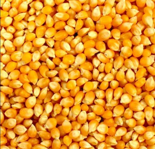 14% A Grade Yellow Maize