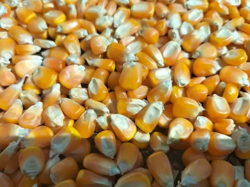 12% B Grade Yellow Maize