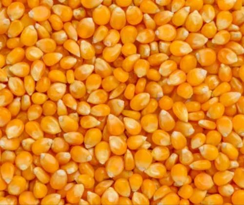 13% A Grade Yellow Maize