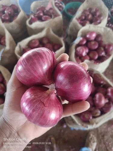 Dubai Export Quality Onion