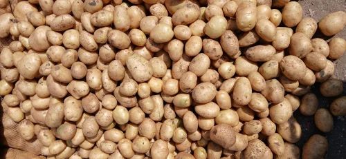 Fresh Chipsona Potato, For Chips Making