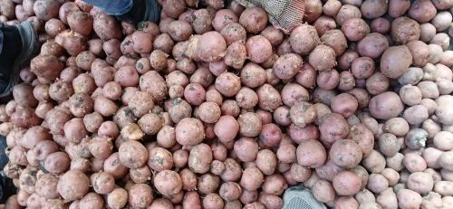 A Grade Fresh Potato