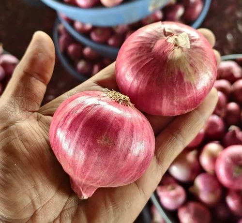 Onion, 55Mm+, 50 kg