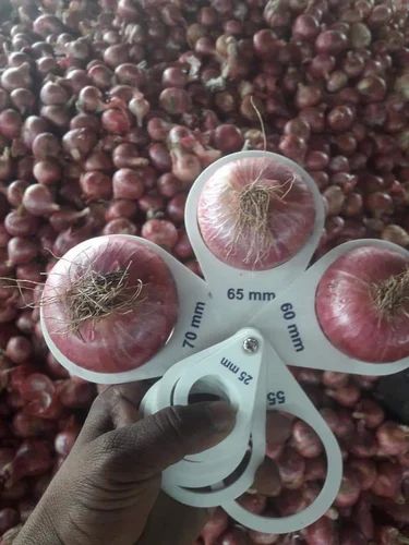 Qatar Kuwait And Bahrain Quality Onion, 10 Kg, 55Mm+
