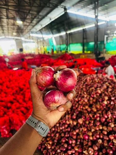 Nashik Onion Suppliers, 50 kg, 45-55mm