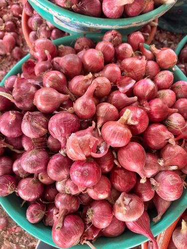 FRESH GARWA ONION, 35-45mm