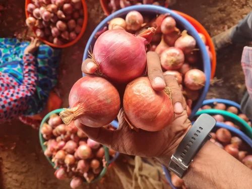 Fresh Garwa Onion, 50 Kg, Onion Size: 40 mm
