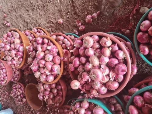 50 kg Red Onion 55mm, Onion Size: Medium, A Grade