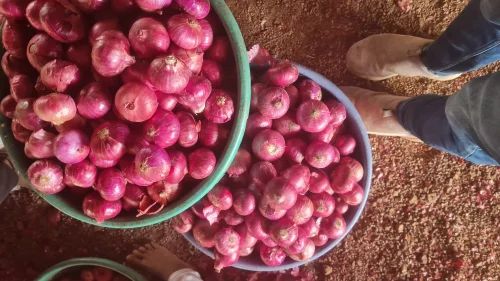 Nashik Fresh Onion, 50 Kg, Onion Size: 30 mm