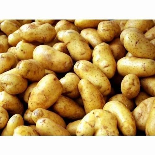 60kg A Grade Indore Potato