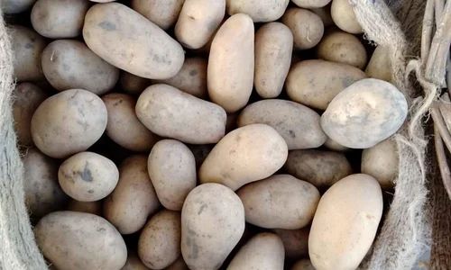 A Grade 50Kg Kufri Pukhraj Potato