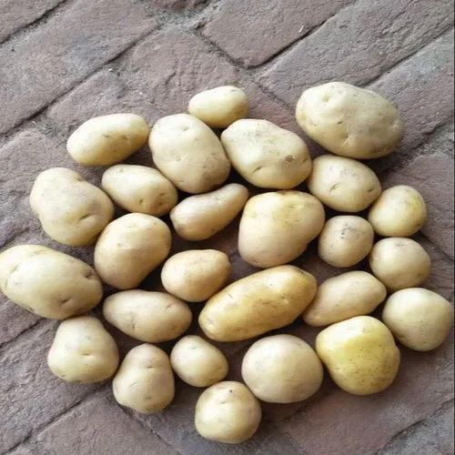Creamish White Santana Fresh Potato, 50Mm+, For French Fries