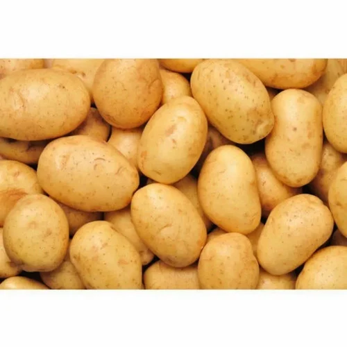 Fresh Yellow Potato (Chipsona-1)