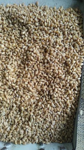 Golden 50kg Food Wheat Grains