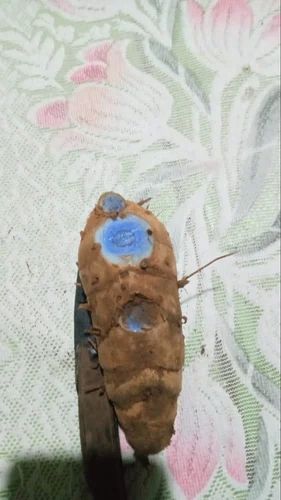 Black Turmeric Kali Haldi, 50kg
