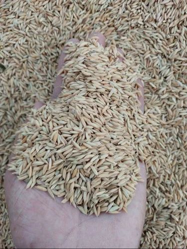 Brown Paddy Rice, Packaging Type: Sack Bag, Packaging Size: 50
