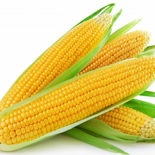 Amatya Brown Grain Yellow Maize Makka, For Animal Feed, Organic