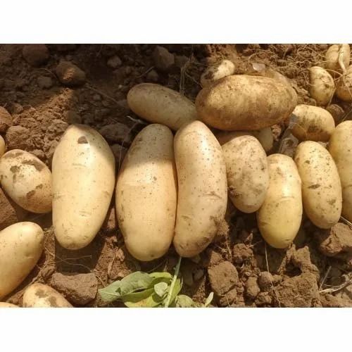 Santana Hill Potato