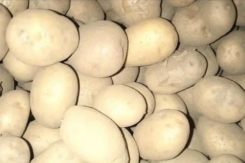 Fresh Potato 3797, 50 Kg