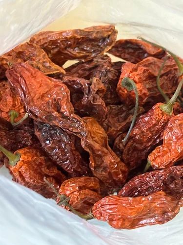 Bhut Jolokia Ghost Chilli Pepper, Packaging: PP Bags