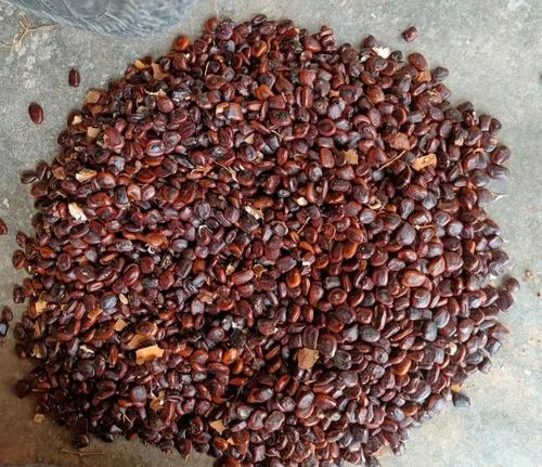 Dried Tamarind Seed, Packaging Size: 25 kg, Packaging Type: PP Bag