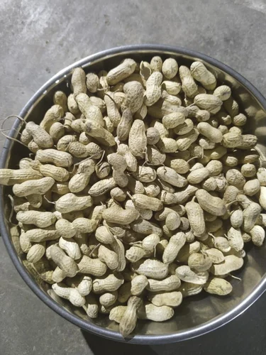 With Shell Groundnut Peanut Kernels, 25 Kg