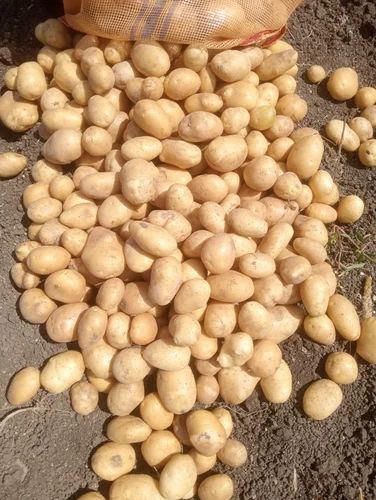 Fresh Potato (Domestic Grade), 50 kg, 45Mm+