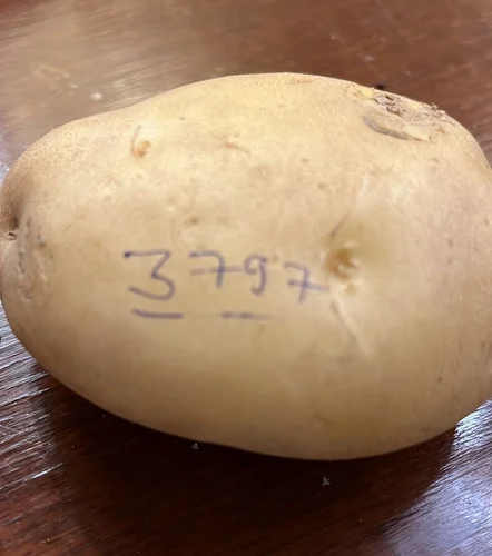 Brown Fresh Potato, 40 Kg, For Multiple Use