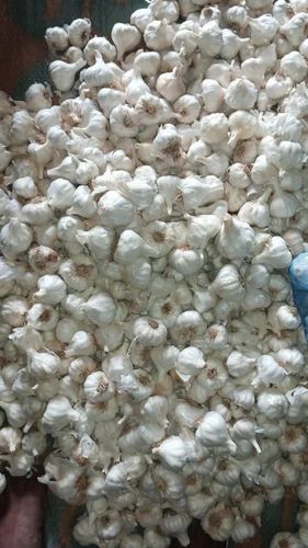 A Grade Garlic, Packaging Size: 50 Kgs Nylon Bag, Garlic Size: 45mm