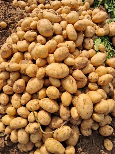 Yellow Khyati Potatoes (50 kg)