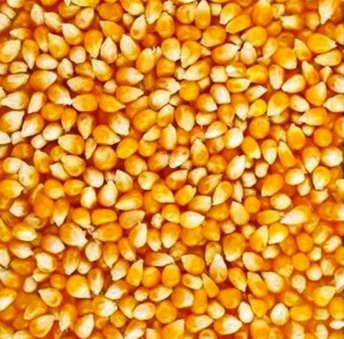 Yellow Whole Grain Dry Makka - 50 kg (A Grade)