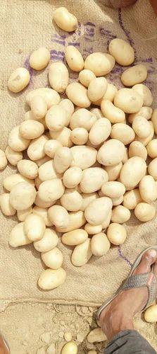 Khayti Potato for Processing (Creamish White) - Uttar Pradesh Origin, 50kg