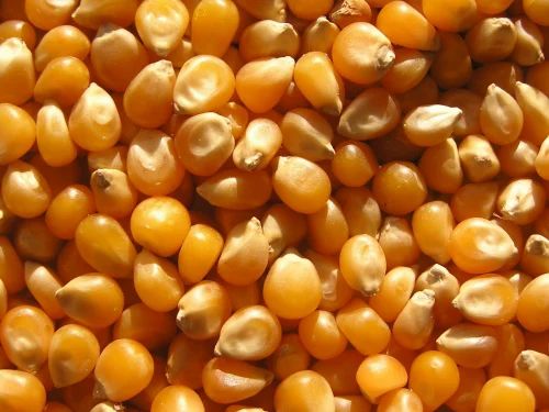 A Grade Yellow Maize Whole Grain for Ethanol Production (Below 14% Moisture)