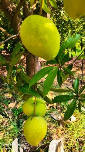 Banganapalli Mangoes