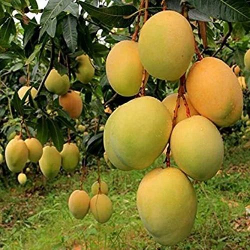 Fresh Banganapalli Mango