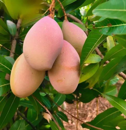 Thotapuri Mangoes/ Bengulara mangoes