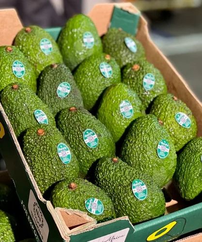 Fresh Green Avocado, Packaging Size: 5 Kg