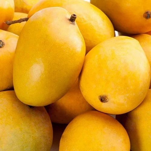 Fresh Yellow Alphonso Mango