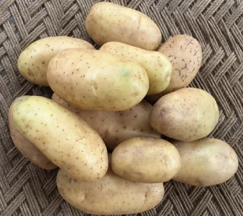 Creamish White A Grade Fresh Potato, Loose, 45Mm+