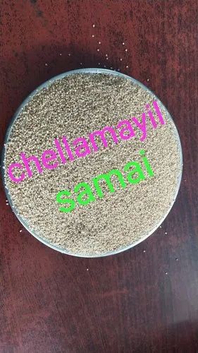 Golden Samai, PP Bag, 50 Kg