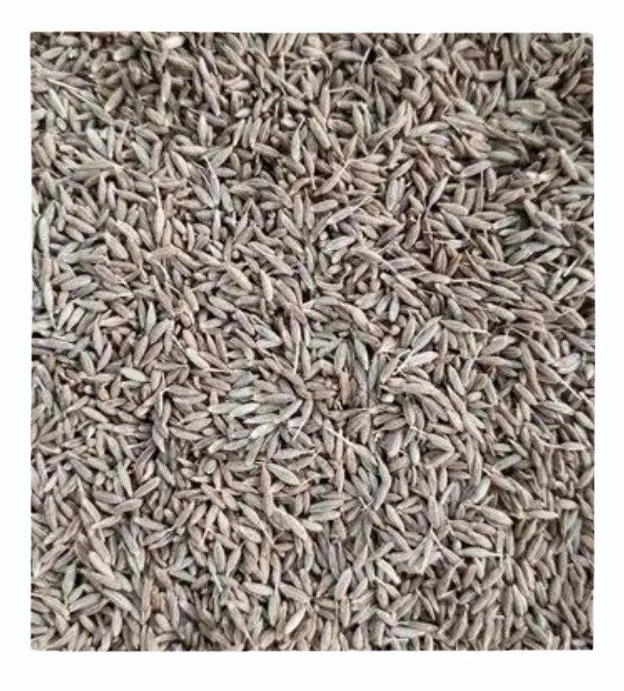 White Cumin Seeds