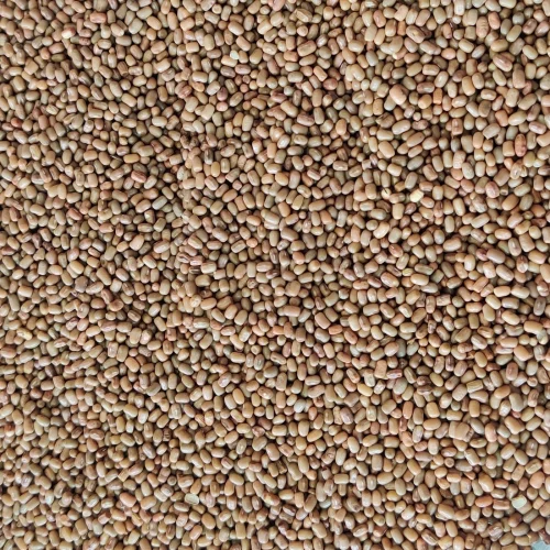 Moth Dal Matki Dhal 10Kg