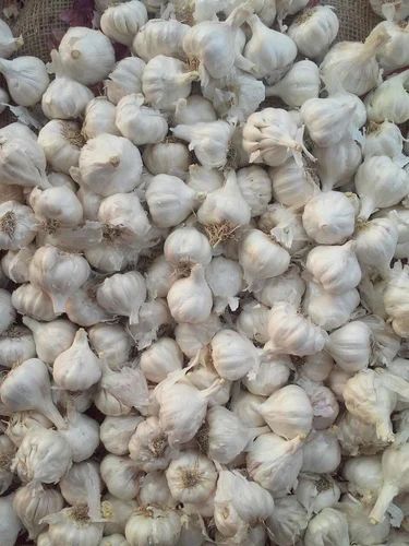 A Grade Fresh Elephant Garlic, Packaging Size: 25,50 Kg