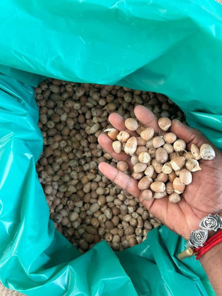 Areca Nut