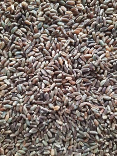 Organic Black Wheat Grain