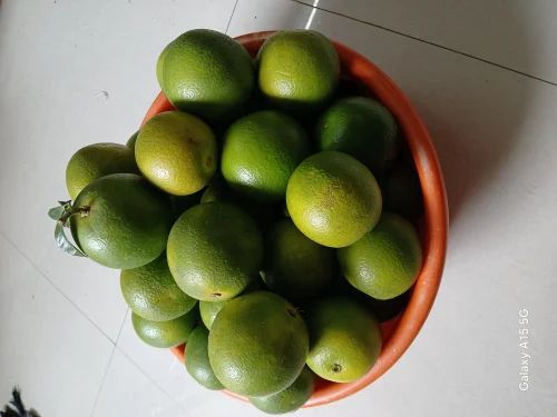 Sweet Lime Maharashtra Mosambi Fruit, Packaging Size: 20 Kg, Packaging Type: Gunny Bag