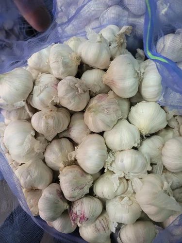 Aaaaa Ooty Garlic, 45 mm+