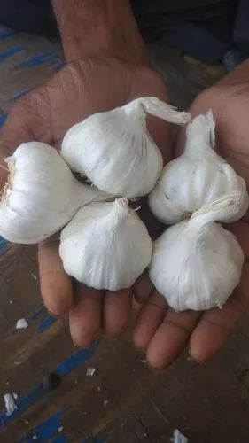 A Grade Utti Big Garlic, Packaging Size: 50 KG