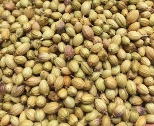 Brown Coriander Seeds Dhaniya, Packaging Type: Gunny Bag, Packaging Size: 100g